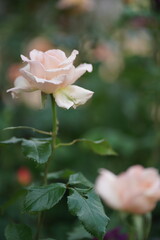 fleurs et palntes du jardin