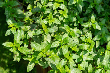 green mint leaves background