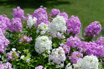 pink and white phlox blossoming in a summer garden