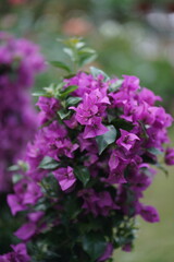 Fototapeta premium fleurs et palntes du jardin