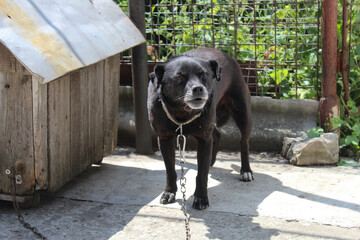 A mongrel dog stands guard near doghouse. Domestic animal, iron chain, kennel. Black old dog, friendly pet on the yard, countryside.