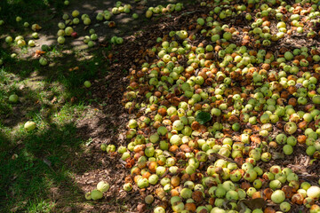 Fototapeta premium decomposing apples gathered together beneath a tree