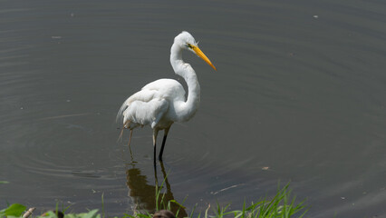 great egret (ardea alba) ruffles feathers in the park