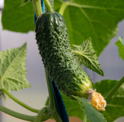 Fresh young cucumber grows. The vegetable is ripe. A good crop of cucumbers.