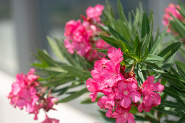 hot pink oleander flowers close-up