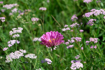 isolated pink zinnia blossoms surrounded in a garden of yarrow flowers