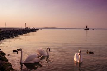 Swans at the shore of the lake Balaton.Siofok,Hungary.