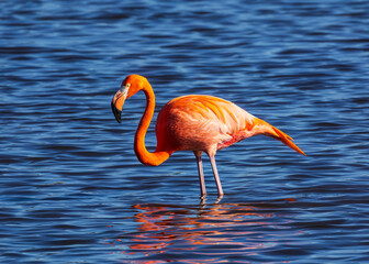 This American Flamingo was seen at St Marks National Wildlife Reserve at the lighthouse pond. © Steve Samples