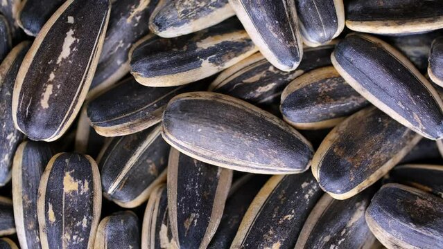 Sunflower seeds close-up slowly rotate. Sunflower seeds after harvest. Heap of dried unshelled sunflower seeds, a healthy source of vitamins in vegan food.