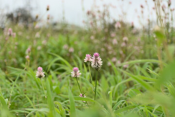 Celosia argentea flowers, plumed cockscomb, silver cock's comb. A herbaceous plant of tropical origin in the Amaranthaceae family from India and Nepal