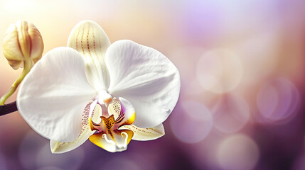 Close up of white orchid flower with bokeh background.