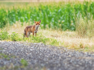 Naklejka na ściany i meble wild female, vixen Red fox scientific name Vulpes vulpes hunting