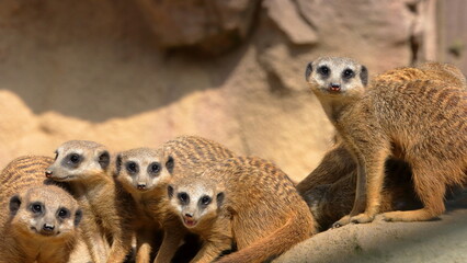 SURICATI, MEERKATS