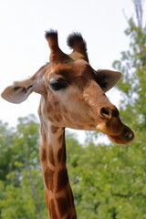 GIRAFFA CARINA, CUTE GIRAFFE