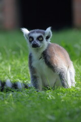 LEMURE, LEMUR