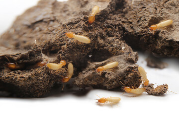 Termites in the nest on a white background. Small animals are dangerous for habitat.Work termites are leaving the nest on the ground.