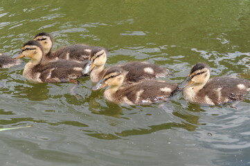Ducklings swimming in a lake