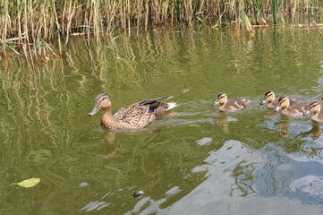 Ducklings swimming in a lake