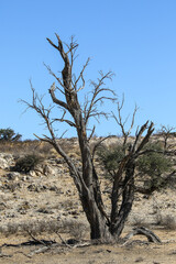 Fototapeta na wymiar Arid Kalahari Landscape (Kgalagadi), Northern Cape, South Africa