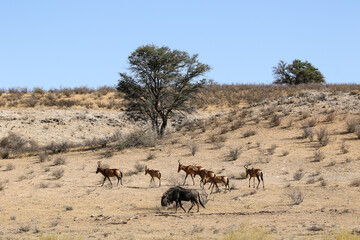 Red Hartebeest and Blue Wildebeest in the Kalahari (Kgalagadi) - obrazy, fototapety, plakaty