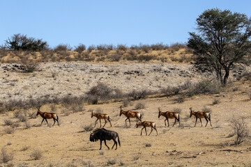 Fototapeta na wymiar Red Hartebeest and Blue Wildebeest in the Kalahari (Kgalagadi)