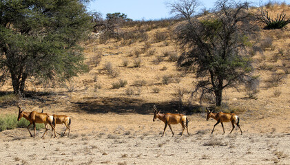 Red Hartebeest in the Kalahari (Kgalagadi), Northern Cape, South Africa