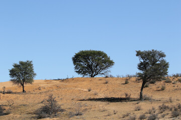 Obraz premium Arid Kalahari Landscape (Kgalagadi), Northern Cape, South Africa