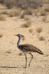 Kori Bustard in the Kalahari (Kgalagadi)