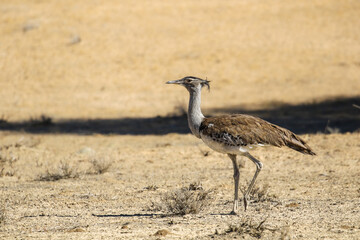 Kori Bustard in the Kalahari (Kgalagadi)