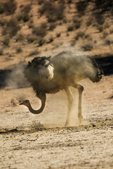 Ostrich having a dust bath in the Kalahari (Kgalagadi)