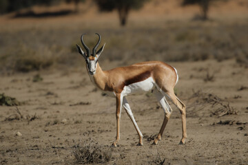 Springbok (Antidorcus marsupialis) in the Kalahari (Kgalagadi)  