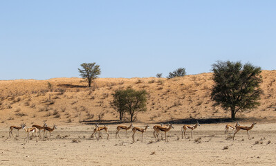 Fototapeta na wymiar Springbok (Antidorcus marsupialis) in the Kalahari (Kgalagadi) 