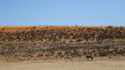 Gemsbok or Oryx in the Kalahari 