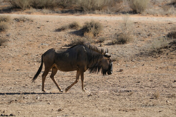 Blue Wildebeest in the Kalahari 