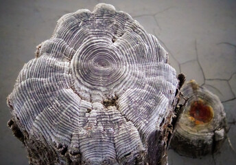 Annual rings on the remains of wooden piles preserved with common salt in the Kuyalnik estuary