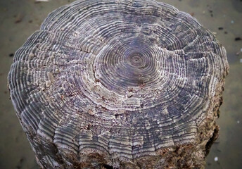 Annual rings on the remains of wooden piles preserved with common salt in the Kuyalnik estuary