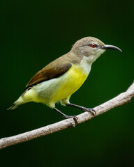A purple rumped sunbird female