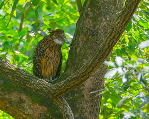 A Tawny fish Owl hiding