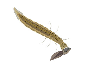 Predaceous Diving Beetle on a white background