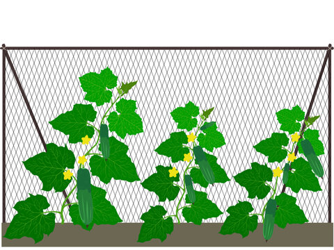 Cucumbers on a white background.