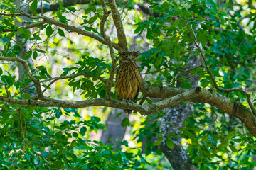 A Tawny Fish Owl