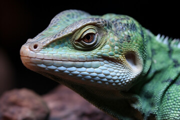 Fototapeta premium Iguana in its Natural Habitat
