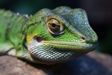 Graceful Iguana: Embracing its Natural World