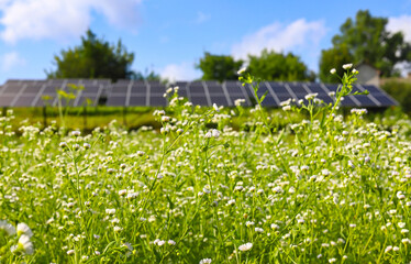A large lawn with small daisy flowers swaying in the wind against a background of solar panels....