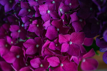 Purple hydrangea flowers close up