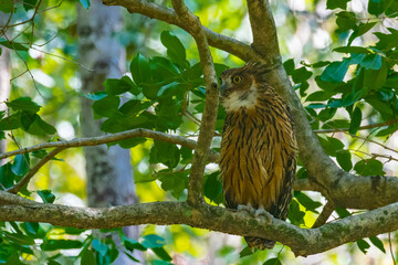 A Tawny Fish Owl looking