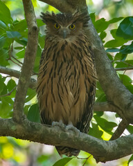A Tawny Fish Owl