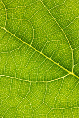 macro photo of a plant leaf