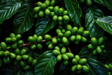 Green coffee beans on a branch close-up