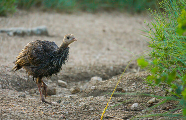 wild turkey chick